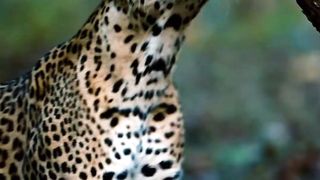 Jaguar 4