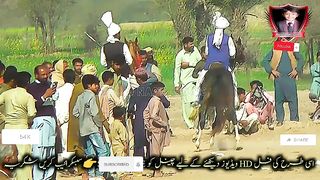 #febspot#foryou #foryoupage#horses#ridings#vedios #fyp #Ahmad#horsepower#trendin42