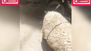 قربانی کے لیے بھیڑ