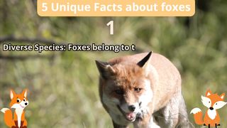 5 Unique Facts about foxe