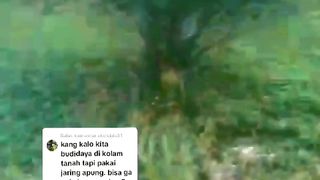 Segmen pembesaran lele dikolam TANAH media JARING, cocok untuk pemula MILENIAL