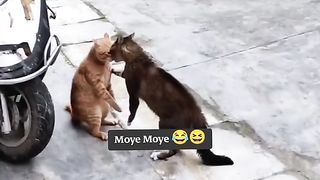 Funny Cat Viral Video 56