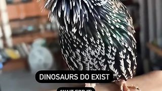 How to get amazing Bird ????️???? to get rid of the