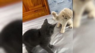 Cute cats and the fiercest battles