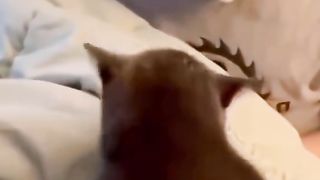 Pets are scared