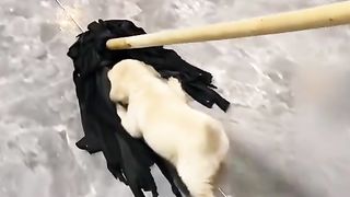Cute animals 15
