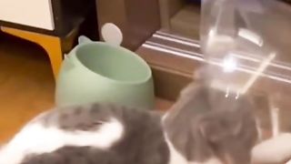 Kung fu cats