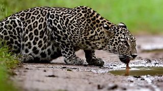 Jaguar 5