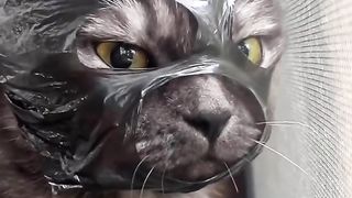 Funny Cat Viral Video 57