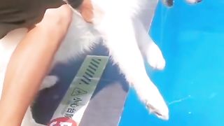 Funny pets 13