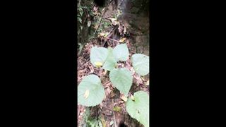 The Suicide Plant - ये पौधा जान ले लेता है