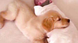 The best friend of children and pets