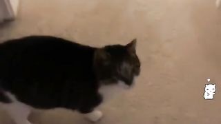 Talking cat?cat