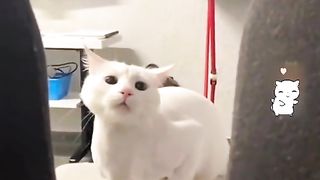 An interesting moments for animals