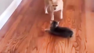 Interesting cats and dogs 2