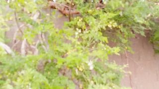 Beautiful tree for house decoration