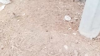 Funny cat video febspot