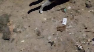 Stray cat hungry