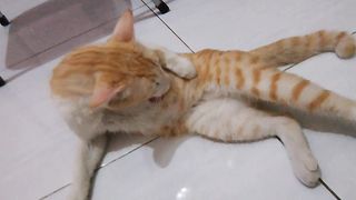 Santuy yuk
