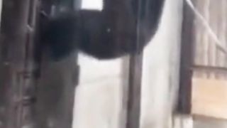 Angry gorilla asks to open the door, it's funny and makes you laugh#fyp