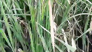 Harvesting at the Rice Field