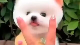 Cute dog Beautifful