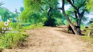 Bahawalnagr villages
