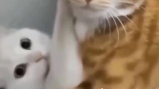Funny Cat Viral Video 58
