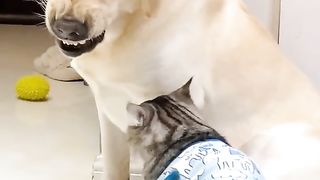 Funny Dog Viral Video 54
