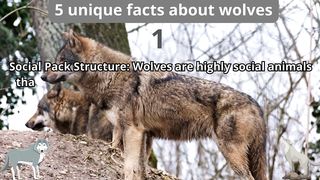 5 Unique Facts about wolve