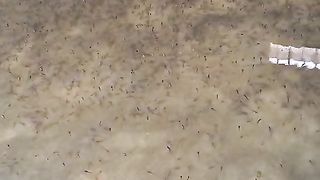 Resiko budidaya lele dikolam tertutup❗Ikan gantung, air kolam gak hijau, bau amis, suhu air dingin