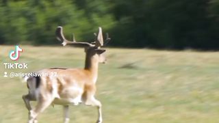 Nyatanya Rusa Termasuk mamalia cervidae