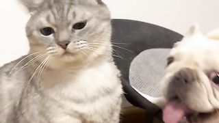 Funny Dog Viral Video 55