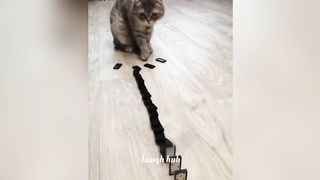 30 Minutes Funniest Video Of Animals ???? The Funny Dogs And Cats ???????? Video