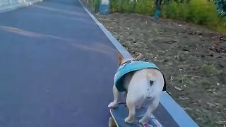The Dog Master Skater