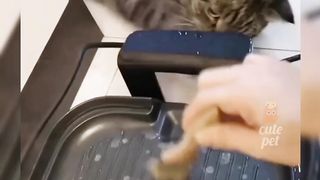 Funny cats 88