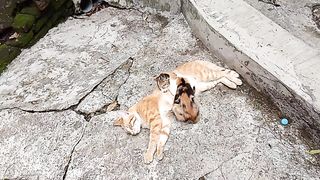 Tidur Bareng
