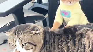 Funny Cat Viral Video 59