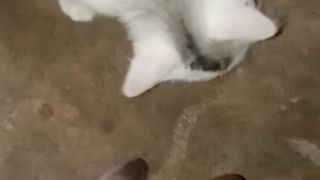 Kucing garong 2