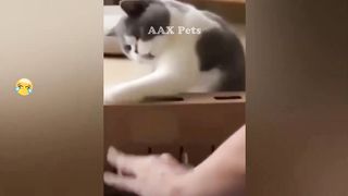Funny Dogs And Cats Videos 2023 ???? - Best Funniest Animal Videos Of The Month 7