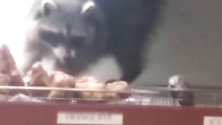 Funny Raccoons Viral Video