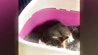 Funniest Animals 2023 ???? Best Funny Cats and Dogs ???????? 9