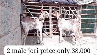 2 male goats for sale in Pakistan