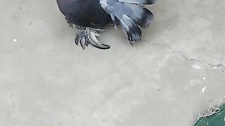 Pigeon for sale in Pakistan 3