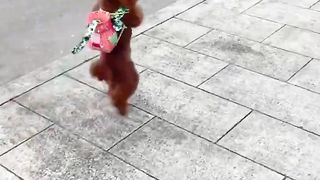 Funny animal share Cute Cat's and dogs (latest 2023 video ????????????????????????????????????