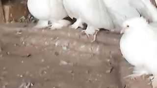 2 male goats for sale in Pakistan 2