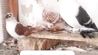 Pigeon for sale in Pakistan 4