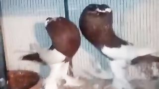 Pigeon for sale in Pakistan 5