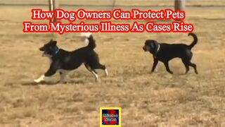 How dog owners can protect pets from mysterious illness as cases rise