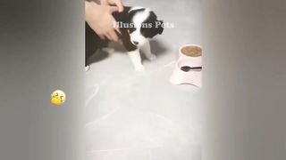 New Funny Animals 2023 ???? Funniest Cats and Dogs ???????? 4